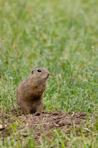 Ground squirrel colony (Syslovisko Biele vody), National park Muranska Planina, Slovakia photo