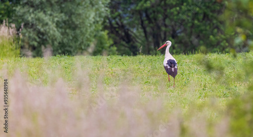 Tableau sur toile White stork (ciconia ciconia), Carpathian mountains landscape, Eastern Slovakia