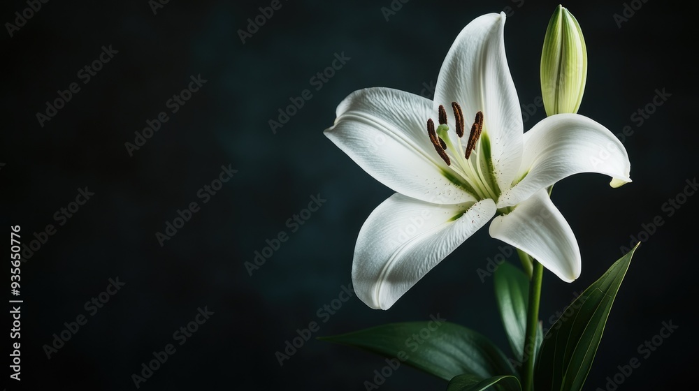 A white lily in full bloom against a dark background, symbolizing purity and elegance - A white lily in full bloom against a dark background, symbolizing purity and elegance -