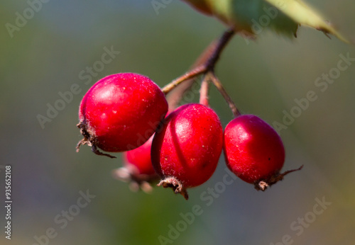 Hawthorn branch with its ripe fruits. Hawthorn fruits ripen at the end of summer. Used as a medicinal plant to lower blood pressure.