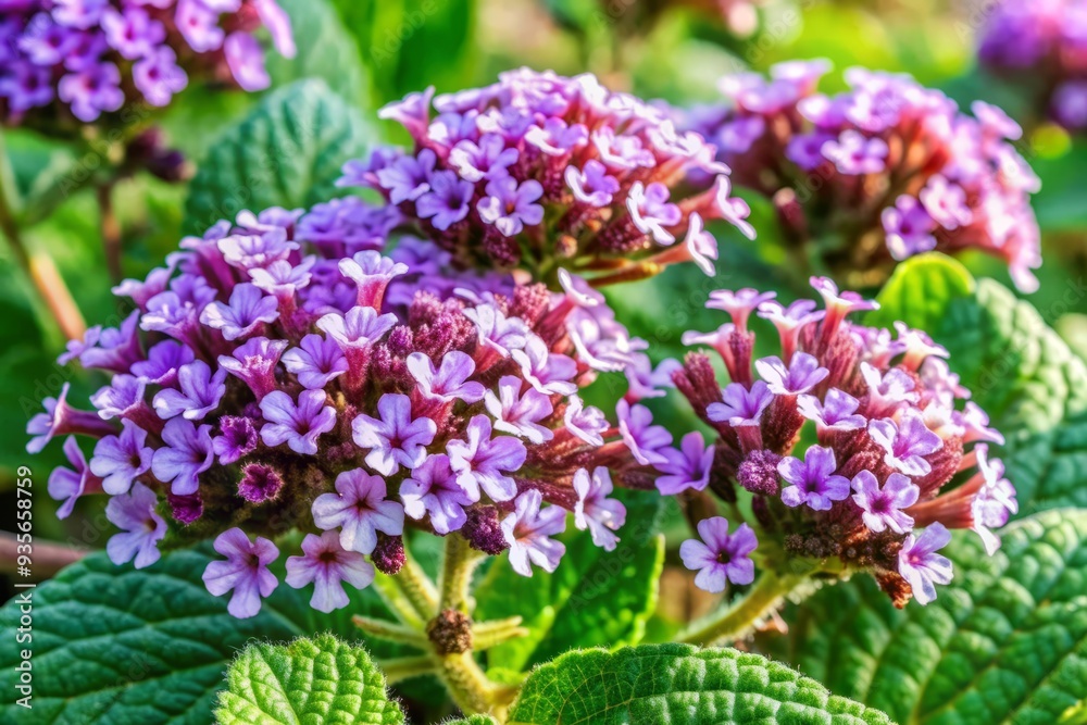 Vibrant purple heliotrope flowers bloom in abundance, their delicate petals shimmering under bright sunlight, showcasing intricate details and soft, feathery foliage in warm, natural tones. Vibrant purple heliotrope flowers bloom in abundance, their delicate petals shimmering under bright sunlight, showcasing intricate details and soft, feathery foliage in warm, natural tones.