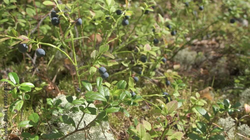 natural wild blueberry with berries growth in forest at sunny day. close up footage natural wild blueberry with berries growth in forest at sunny day. close up footage