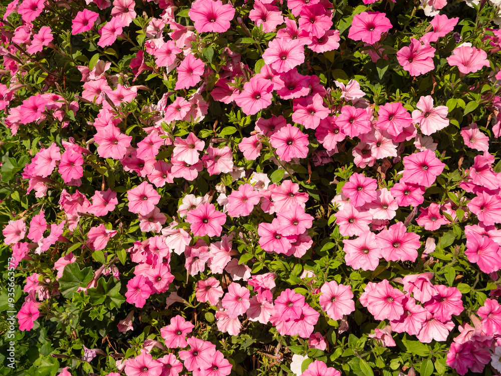 If you desire long overhangs of flowers on balconies or other large areas, petunias are suitable plants for this. A beautiful floral carpet, or photo wall of petunias. If you desire long overhangs of flowers on balconies or other large areas, petunias are suitable plants for this. A beautiful floral carpet, or photo wall of petunias.