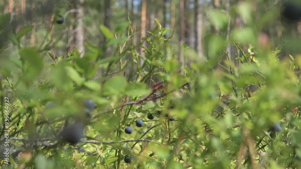 natural wild blueberry with berries growth in beautiful pine forest at sunny day. close up footage natural wild blueberry with berries growth in beautiful pine forest at sunny day. close up footage