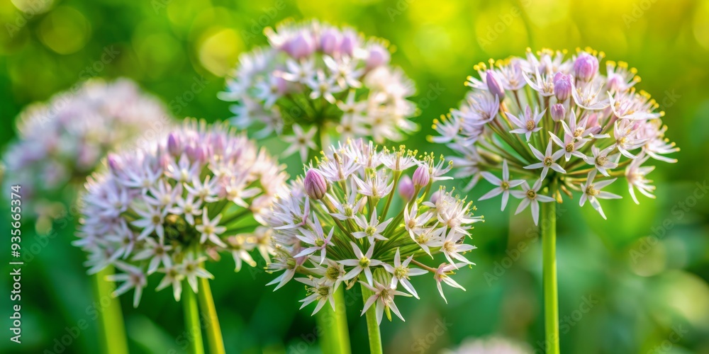 Delicate, tiny, star-shaped purple blossoms of allium flowers bloom in clusters, surrounded by lush green foliage, against a soft, natural, blurred outdoor background. Delicate, tiny, star-shaped purple blossoms of allium flowers bloom in clusters, surrounded by lush green foliage, against a soft, natural, blurred outdoor background.