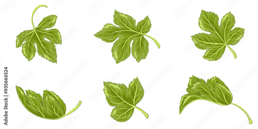 Grape leaves. Cartoon set of green vine leaves. Bunch of hand drawn natural vineyard leaves. Vector leaf illustration. Isolated on white background. Grape leaves. Cartoon set of green vine leaves. Bunch of hand drawn natural vineyard leaves. Vector leaf illustration. Isolated on white background.
