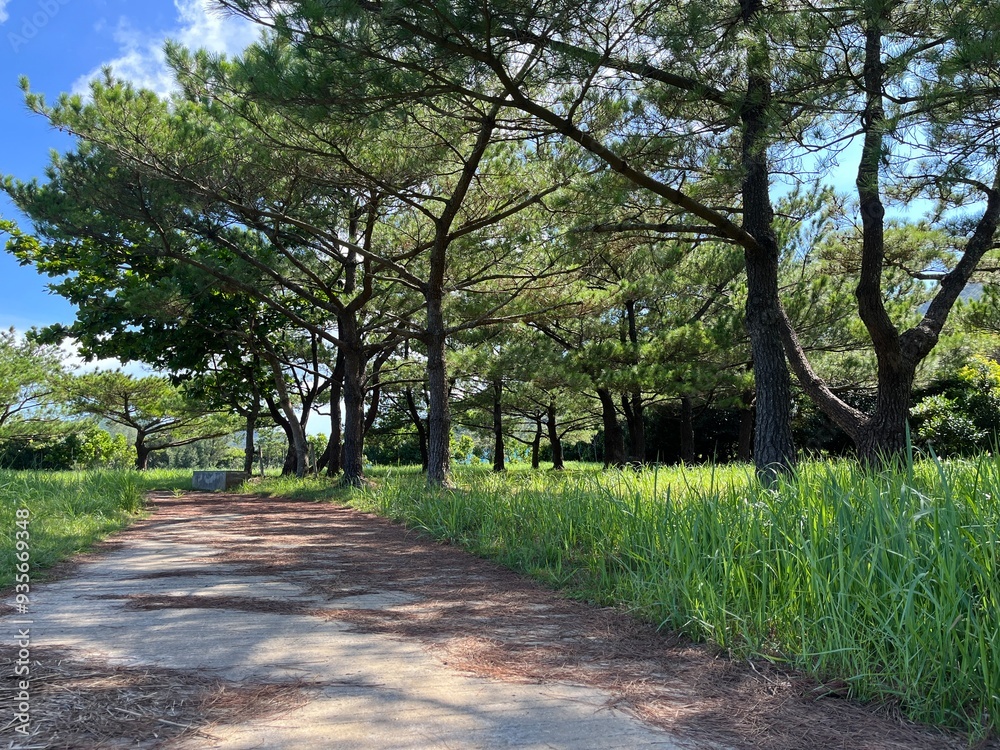path in the park okinawa iheya Island nentouhihamatu (matsu) path in the park okinawa iheya Island nentouhihamatu (matsu)