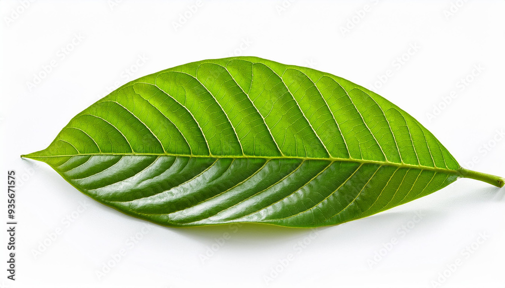 Fototapeta premium green cocoa leaf isolated on white