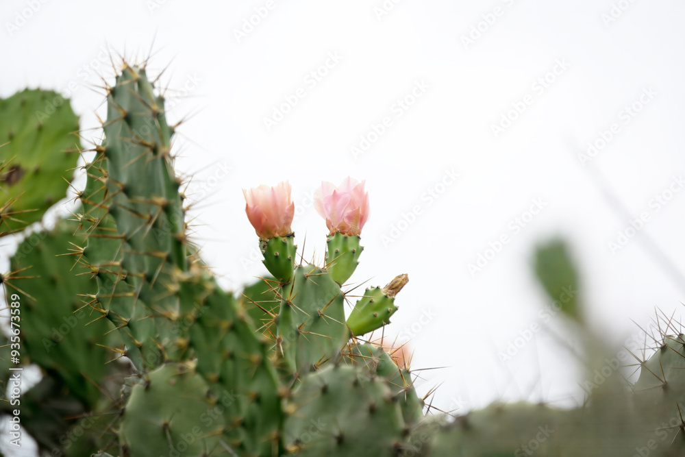 A colorful cactus with pink flowers rises against a serene sky, highlighting the contrast between desert life and the heavens A colorful cactus with pink flowers rises against a serene sky, highlighting the contrast between desert life and the heavens