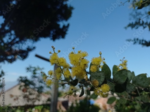 Acacia podalyriifolia plant in the garden photo