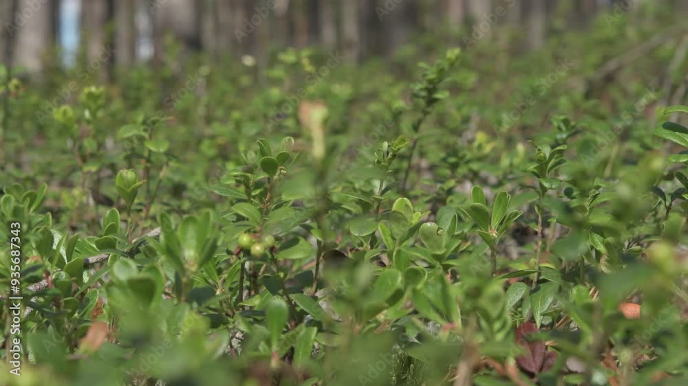 natural wild blueberry with berries growth in forest at cloudy day. close up footage natural wild blueberry with berries growth in forest at cloudy day. close up footage