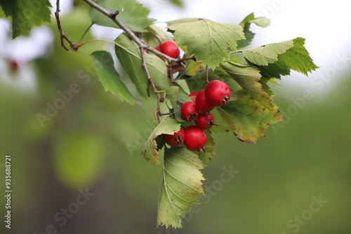 Sorbus intermedia. Red rowan berries on a bush in autumn. photo