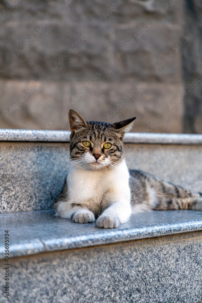 Beautiful tabby cat restig on granite steps Beautiful tabby cat restig on granite steps