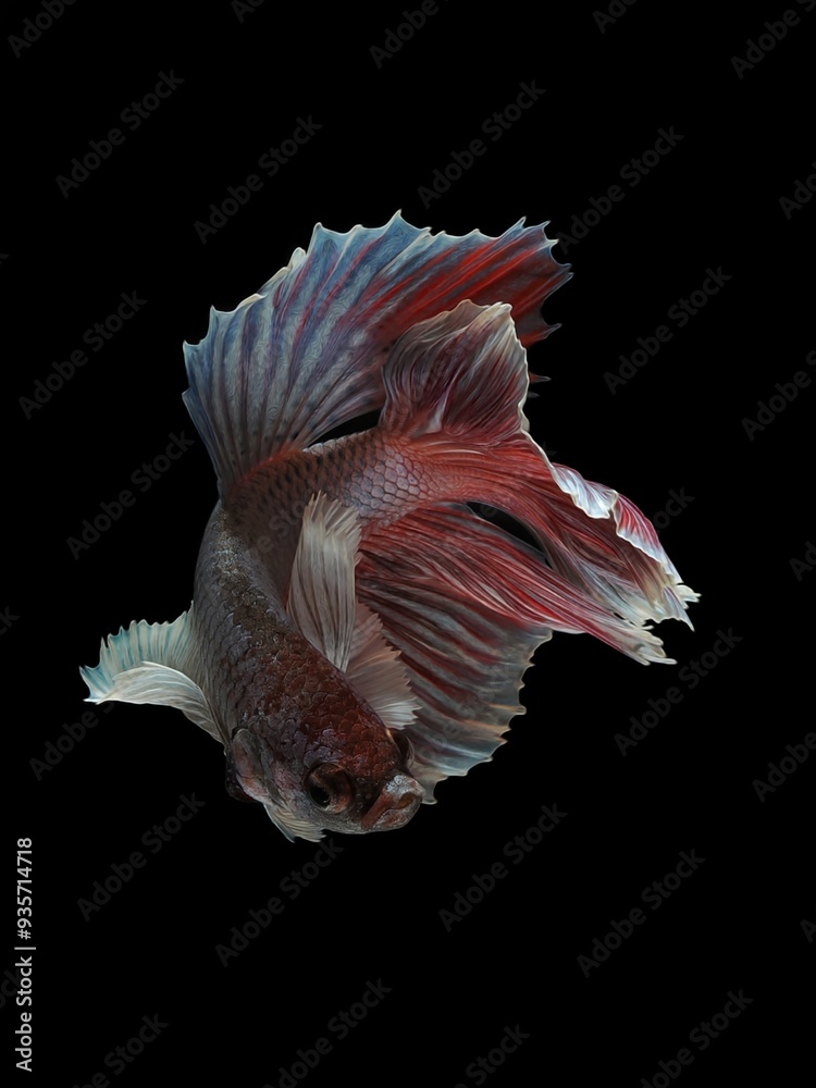 Potrait closeup Dumbo ear halfmoon bettafish on black background, 23 August 2024 Bekasi Indonesia