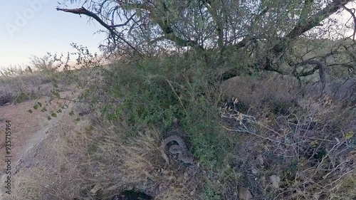 Rattlesnake Hides in the Bushes of Saguaro National Park