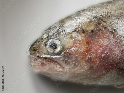 Gefrorener Forellenkopf