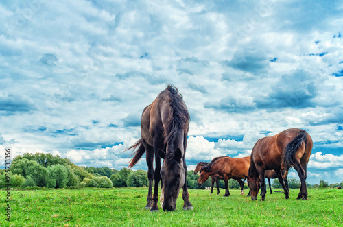 Black horse grazes in meadow with herd of horses. He lowered his head. White-gray cumulus clouds.