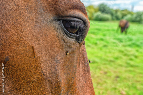 Big shiny dark eye. Head of brown horse in profile, close-up. Flies on horse's face. Horse breeding.