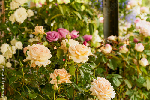 landscape with flowers in a park somewhere in Paris.