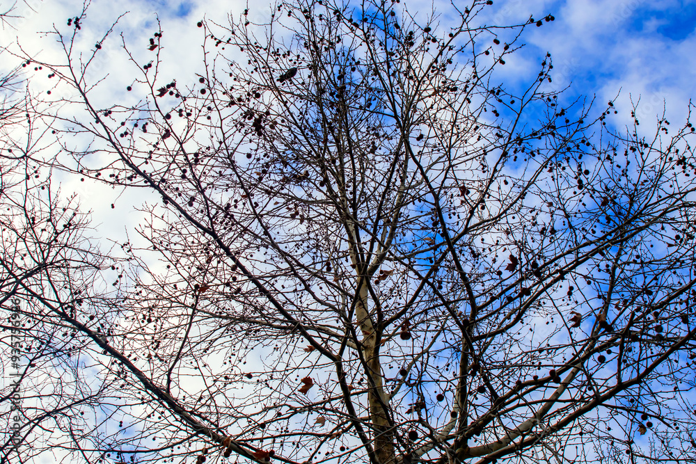 branches of a tree against the sky