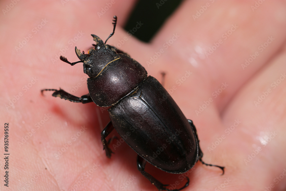 手のひらにやや赤味のある体色の雌ノコギリクワガタ雌成虫(自然光マクロ接写) 手のひらにやや赤味のある体色の雌ノコギリクワガタ雌成虫(自然光マクロ接写)
