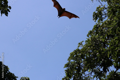 Hen bats live in nature. photo