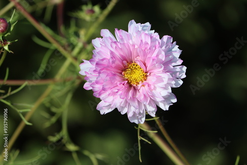 Sweden. Aster is a genus of perennial flowering plants in the family Asteraceae. 