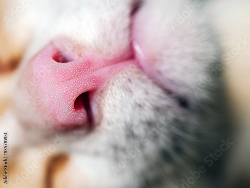 Cute feline pink nose macro close-up, White orange cat with mouth and mustache macro