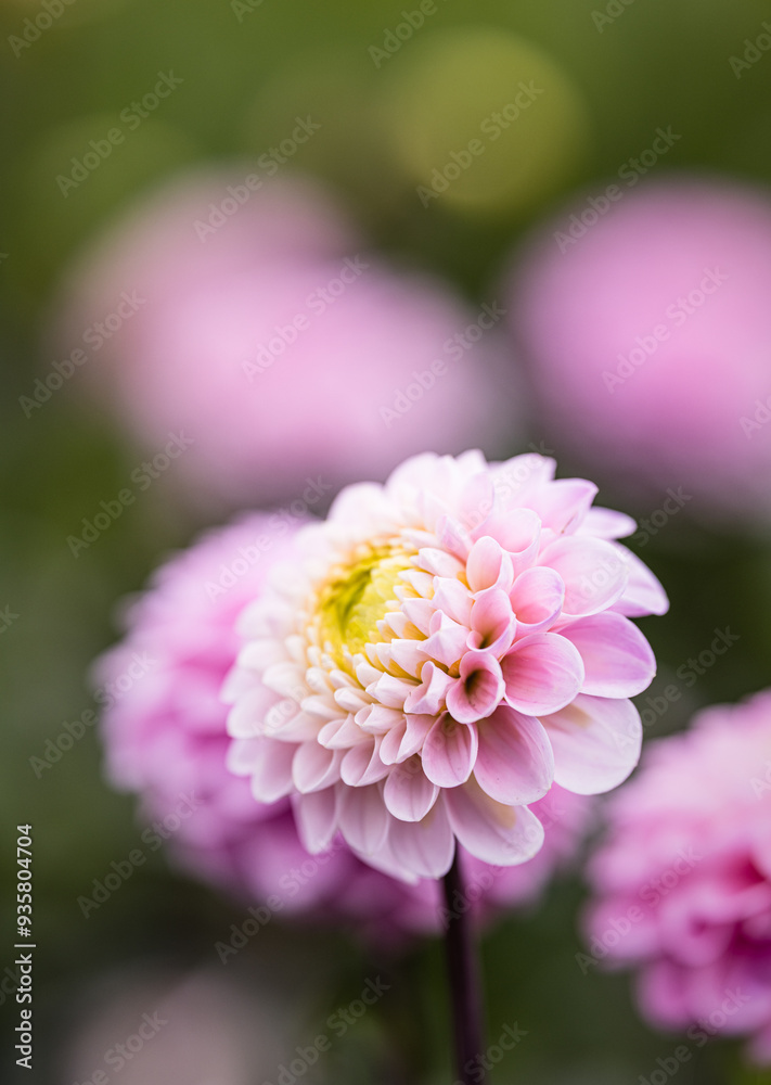 Fototapeta premium Dahlia's In Full Bloom At Dahlia Beach