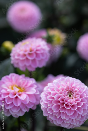 Dahlia's In Full Bloom At Dahlia Beach