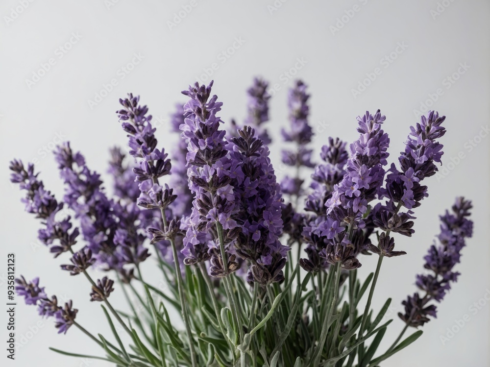 Obraz premium A close up of a bouquet of vibrant lavender flowers against a neutral background