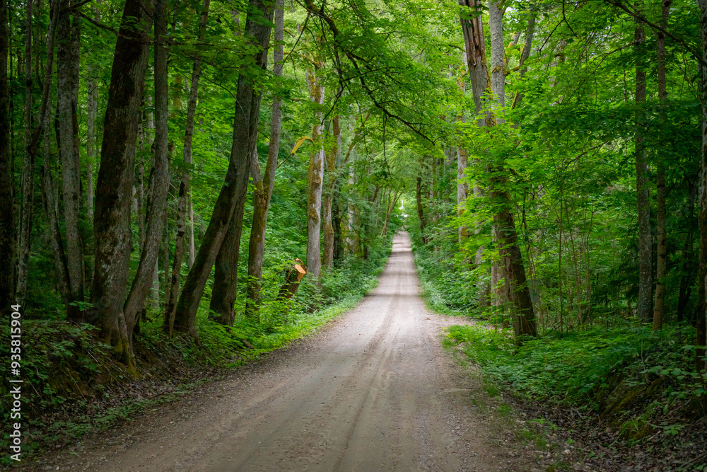 Fototapeta premium road in the forest