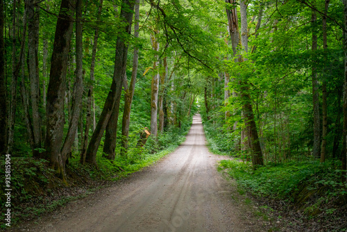 road in the forest