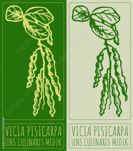 Vector drawing VICIA PISICARPA. Hand drawn illustration. Latin name is LENS CULINARIS MEDIK.
