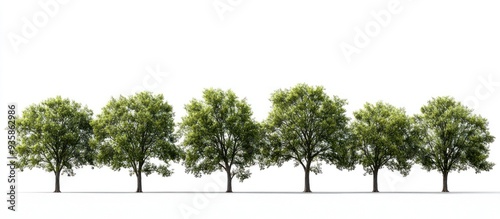 Wallpaper Mural Row of Trees on a White Background Torontodigital.ca