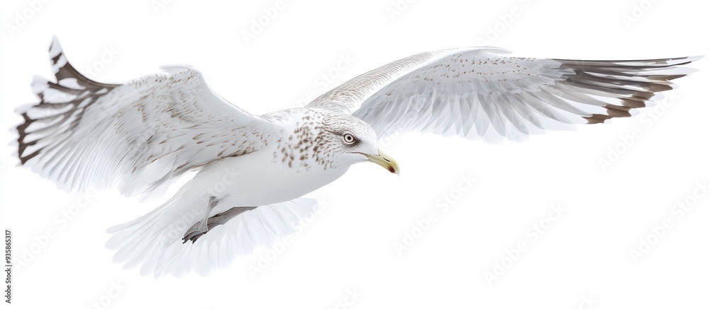 Obraz premium Seagull in Flight Against a White Background