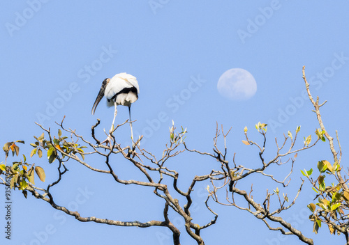 Wood Stork in a tree top photo