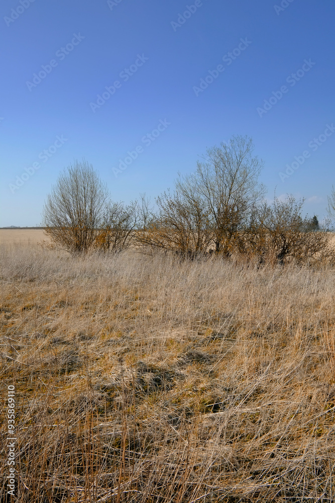 Blue sky, landscape and trees with bush in field with mockup space, countryside and travel location. Natural environment, ecology and wilderness for adventure, holiday destination and sustainability Blue sky, landscape and trees with bush in field with mockup space, countryside and travel location. Natural environment, ecology and wilderness for adventure, holiday destination and sustainability