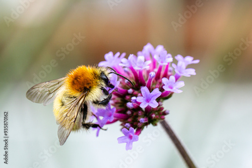 Eine seltene Mooshummel (Bombus muscorum) sitzt auf einer lila Blüte photo