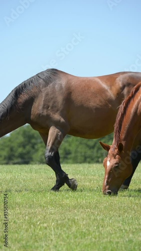 Two brown horses grazing in a meadow on a pasture eating grass and walking in the rural countryside, vertical video
