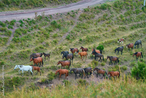 a herd of wild horses galloping in the mountains