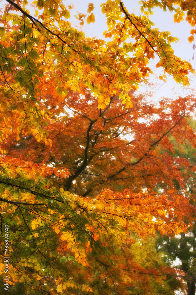 Orange, leaves and trees in forest with outdoor environment for countryside travel in magic park. Autumn, landscape and woods on calm morning with sustainability for rural climate change development Orange, leaves and trees in forest with outdoor environment for countryside travel in magic park. Autumn, landscape and woods on calm morning with sustainability for rural climate change development