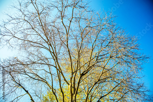 autumn trees and sky