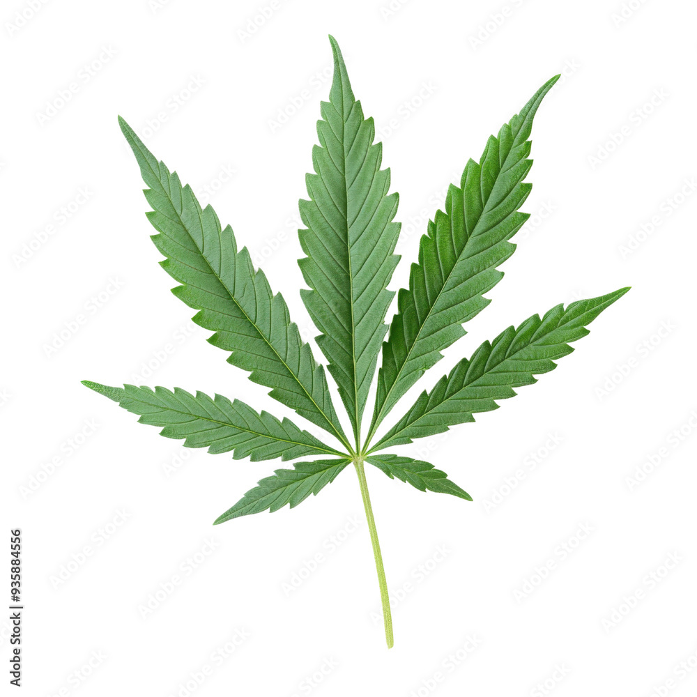 A green cannabis leaf isolated on a white background. A green cannabis leaf isolated on a white background.
