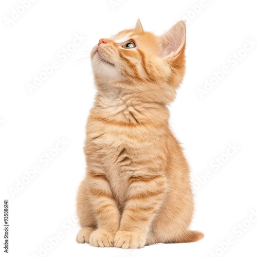 Adorable orange kitten looking up with curiosity isolated on a white background.