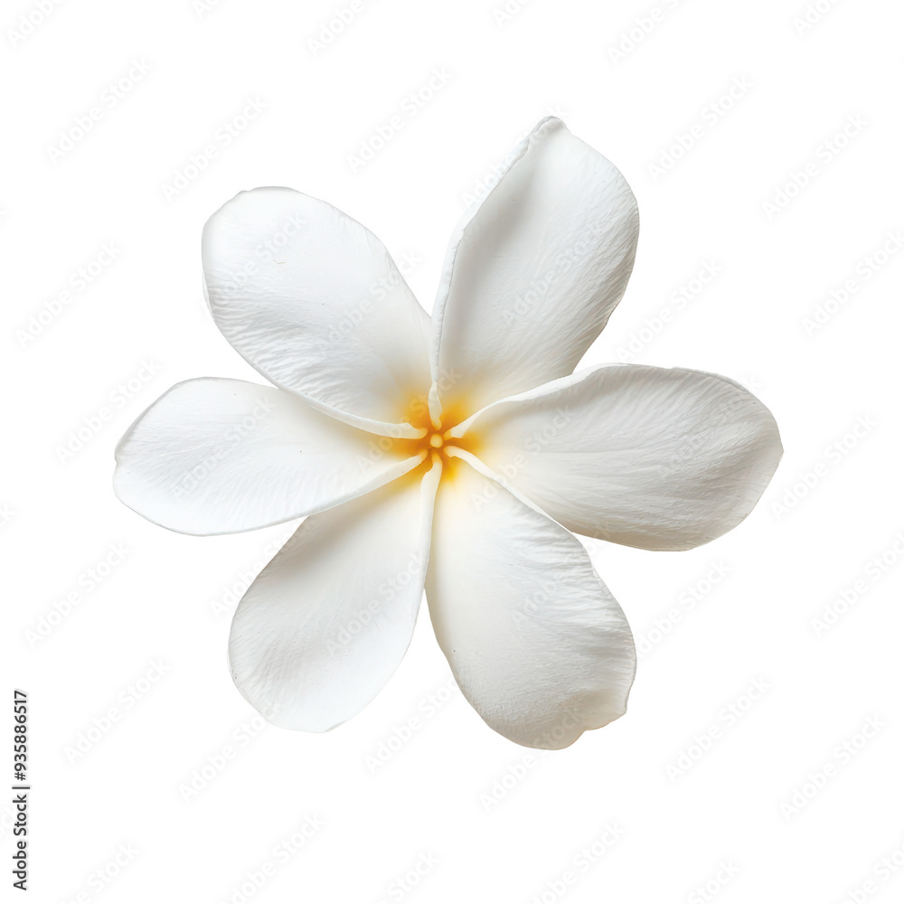 An elegant white flower with delicate petals and a soft yellow center isolated on a white background. An elegant white flower with delicate petals and a soft yellow center isolated on a white background.