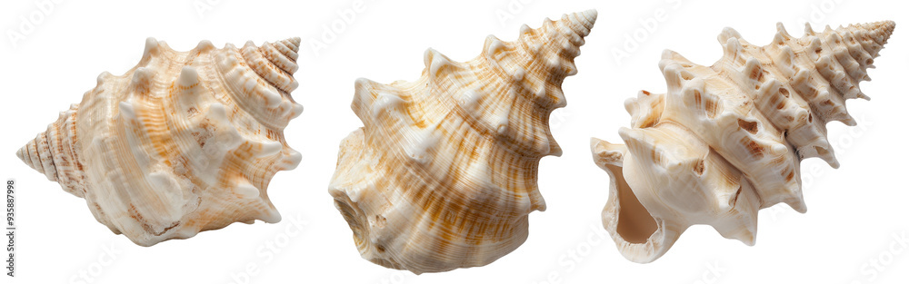 seashells showcasing intricate patterns and textures, isolated on a white background. seashells showcasing intricate patterns and textures, isolated on a white background.