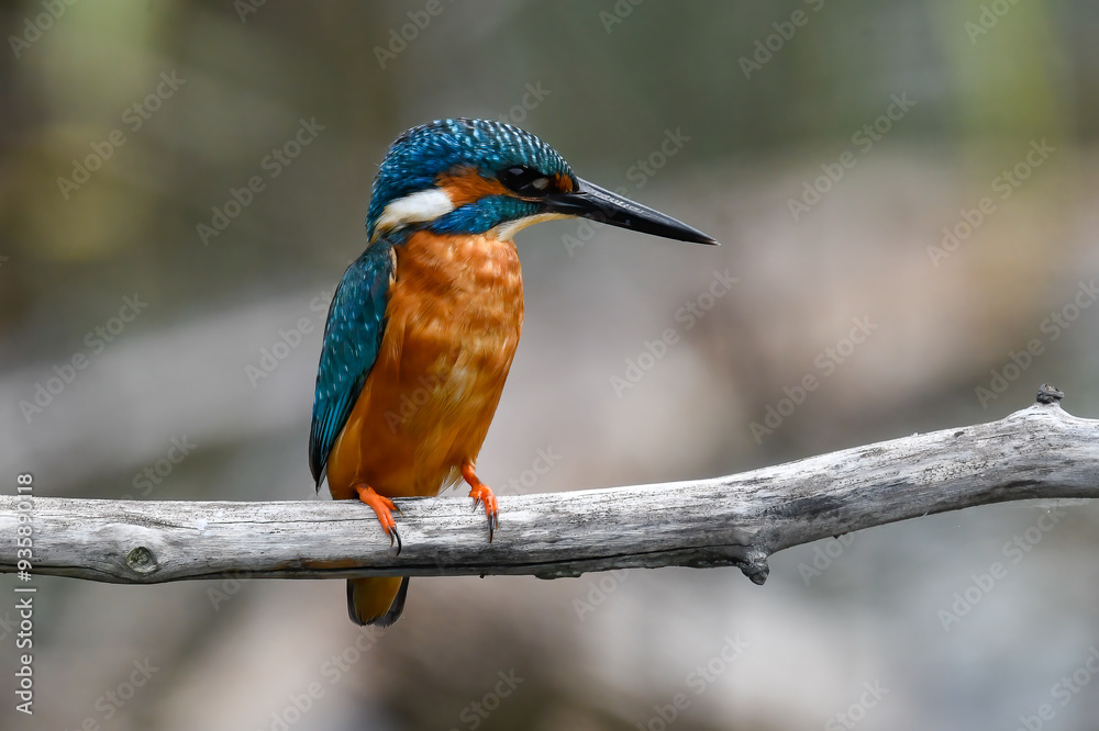 kingfisher with big fish in mouth for lunch in swamp in summer kingfisher with big fish in mouth for lunch in swamp in summer