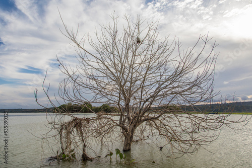 Flooded area in Sooretama village, Brazil photo