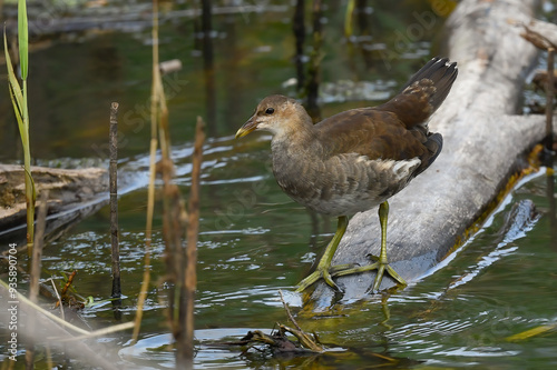 young moorhen looking for food in marsh in summer